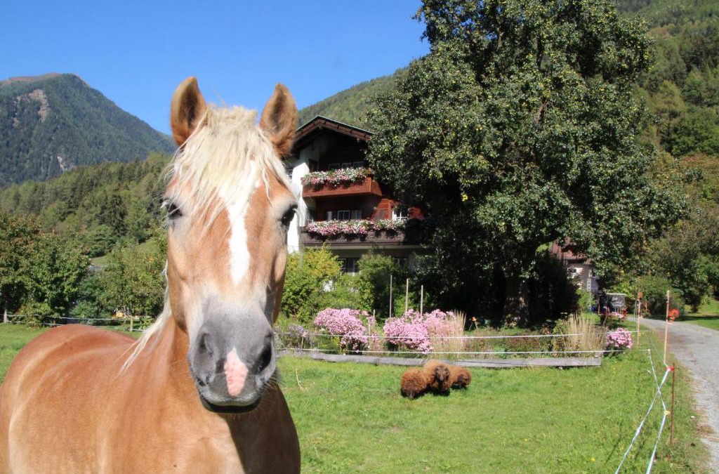 Obervellach House | Bio-Bauernhof Auernig
