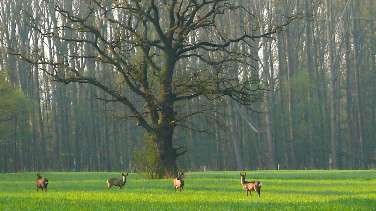 Kirchwerder Apartment | Biohof Eggershof - owl nest