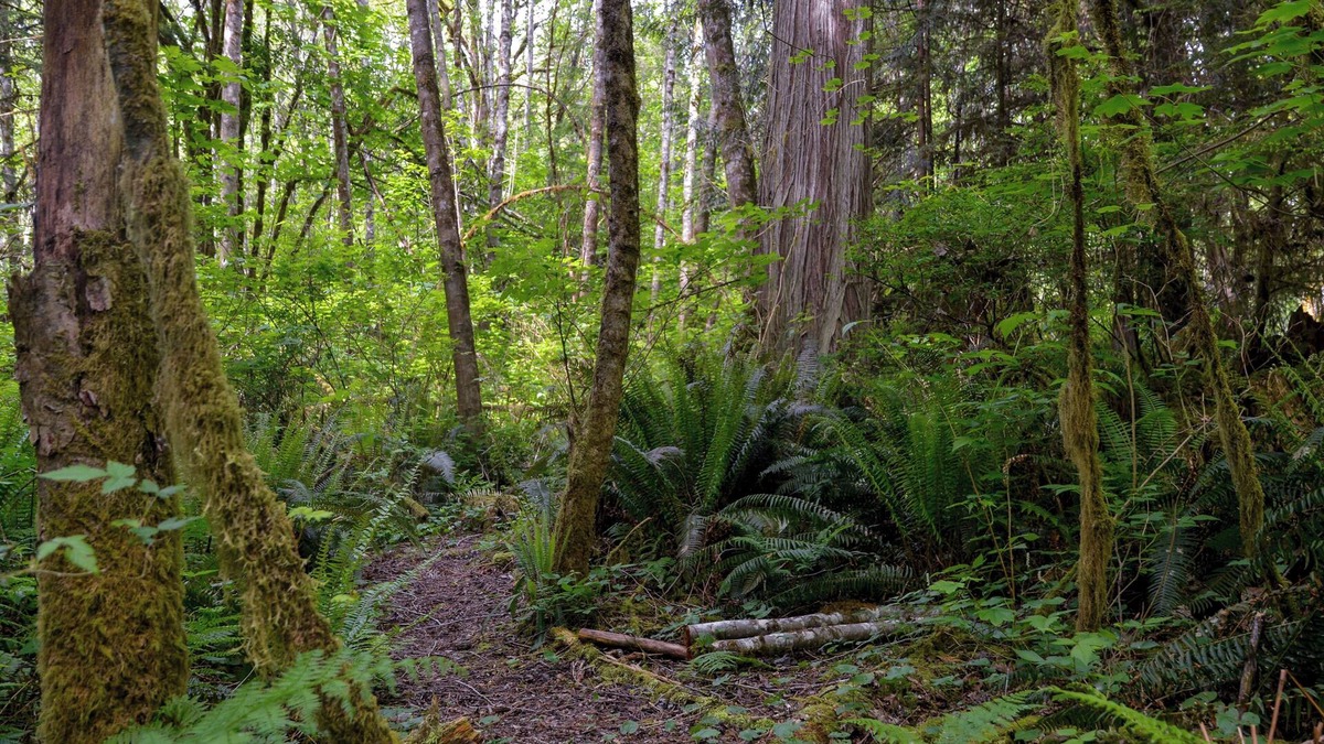 Snohomish House | Birds' Nest View: 2 bedroom home apartment with forested walking paths