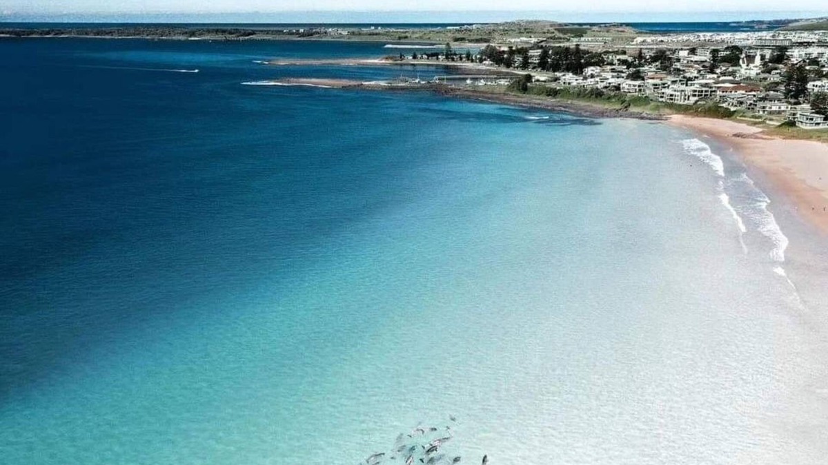 Lake Illawarra House | Blue Beach House - dog friendly. Walk to Beach, lake. Fish surf swim SUP dive