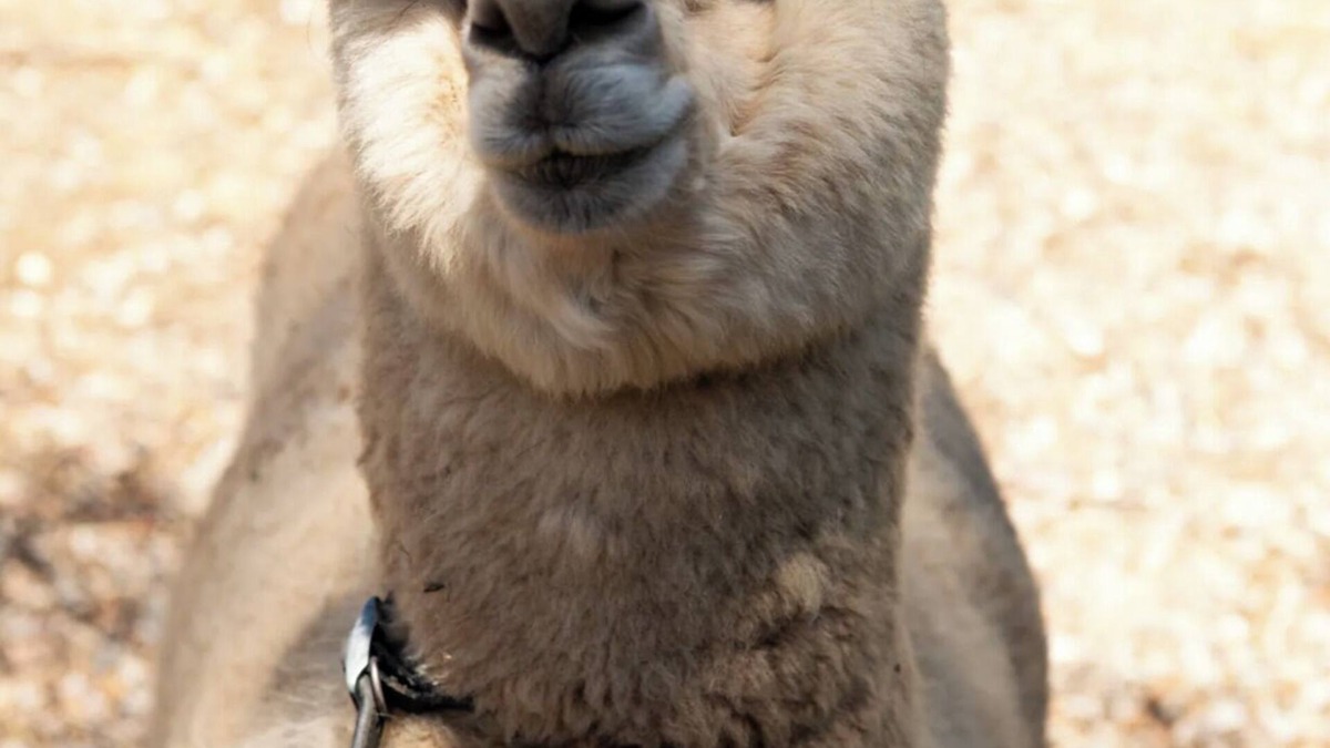 Hazelbrook Other | Blue Mountains Urban Farm Stay near Sydney at Clear View Farm (up to 9 guests)