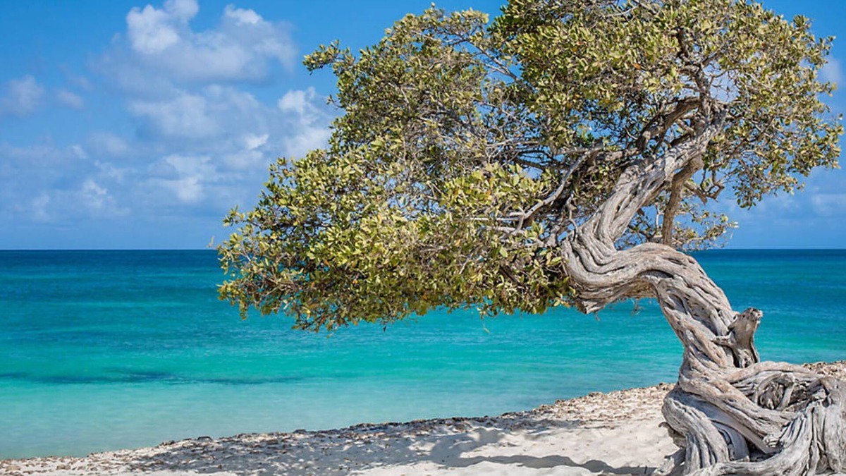 Oranjestad-West Hotel | Bluegreen at La Cabana Beach Resort & Casino
