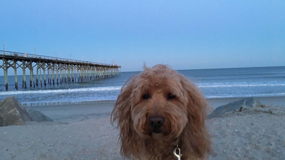 North Carolina Coast Condo | Bob's Island retreat