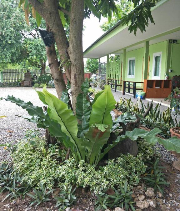 Thap Than Bed & Breakfast | Bu Nga Homestay