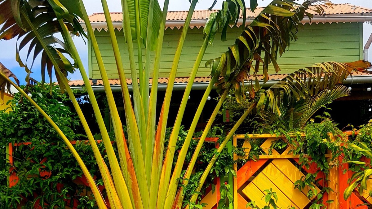 Piton Saint-Leu House | Bungalow Tout Couleur Avec Baignoire Chauffée Exterieure LE TI Citron Vert