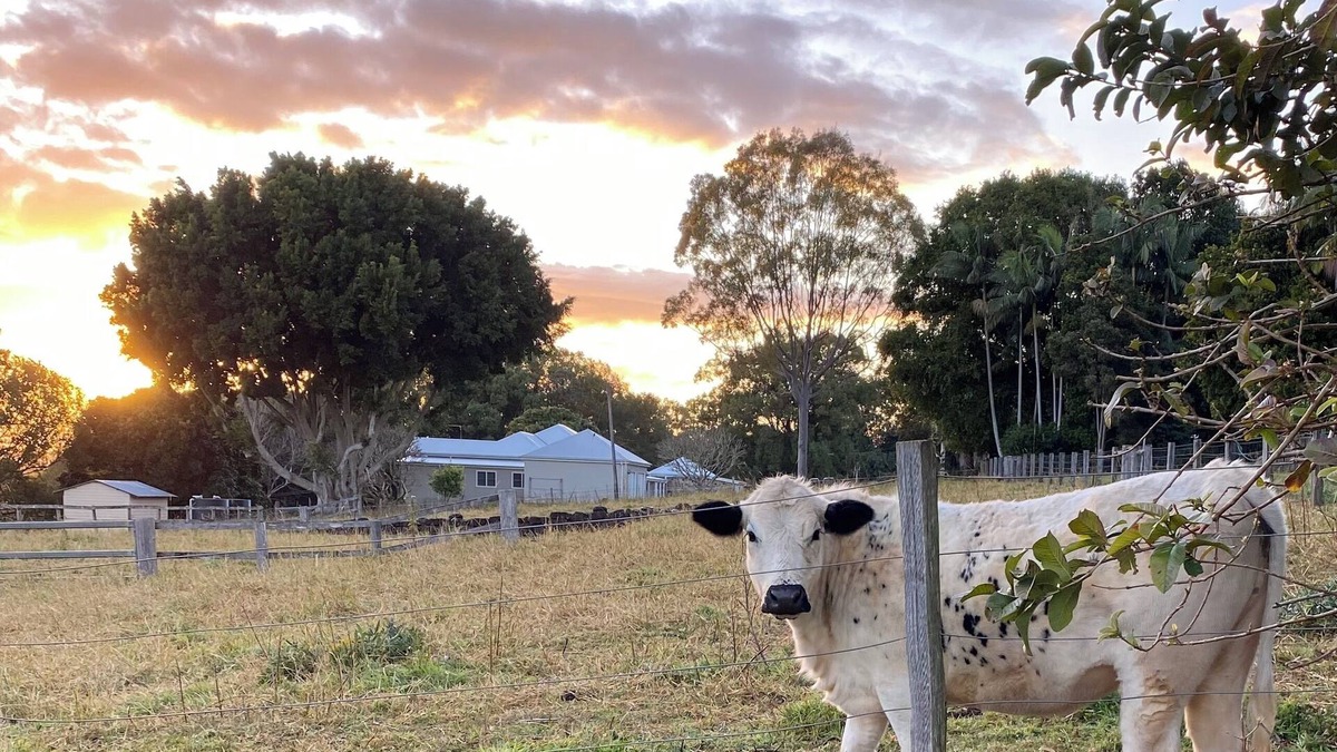 Cumbalum Other | Byron Bay Hinterland Farmhouse & Salty Lap Pool