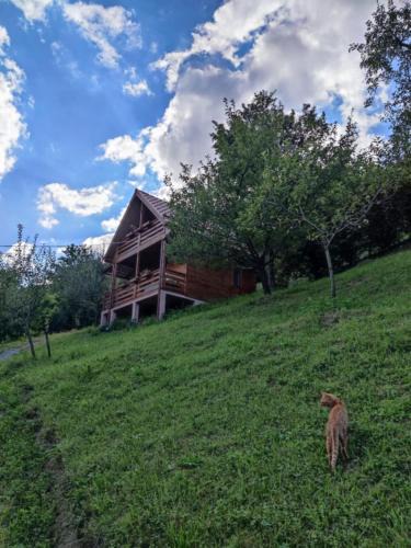 Viseu de Sus Cabin | Cabana Ulmului