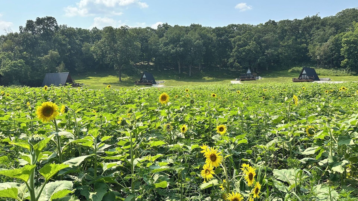 Princeton Cabin | Cabin 2: Discover our good nature at The Wildflower