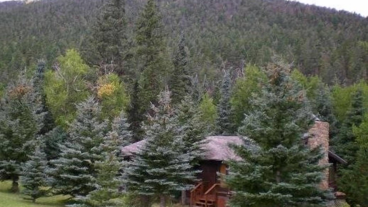 Cuchara Cabin | Cabin Nestled in Pines-Valley View, Mtn Trails, Cucharas River