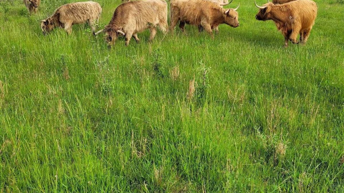 Nelsonville House | Cabin on a working ranch with Highland cattle in Hocking Hills
