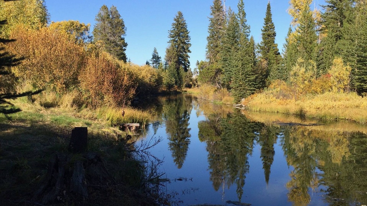 Moose Wilson Road Cabin | Cabin On Historic Guest Ranch. Private! Fishing! Secluded!