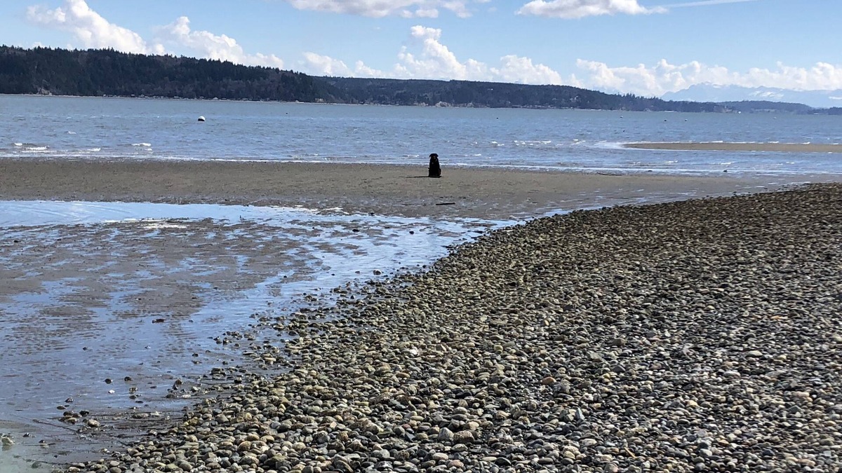 Camano Island Cabin | Camano Island on the beach