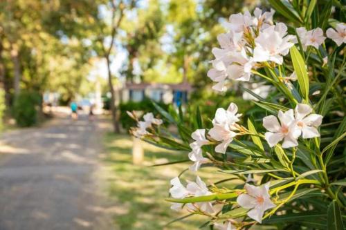 Canet-en-Roussillon Other | Camping 4 étoiles - Piscine - ccaaeag