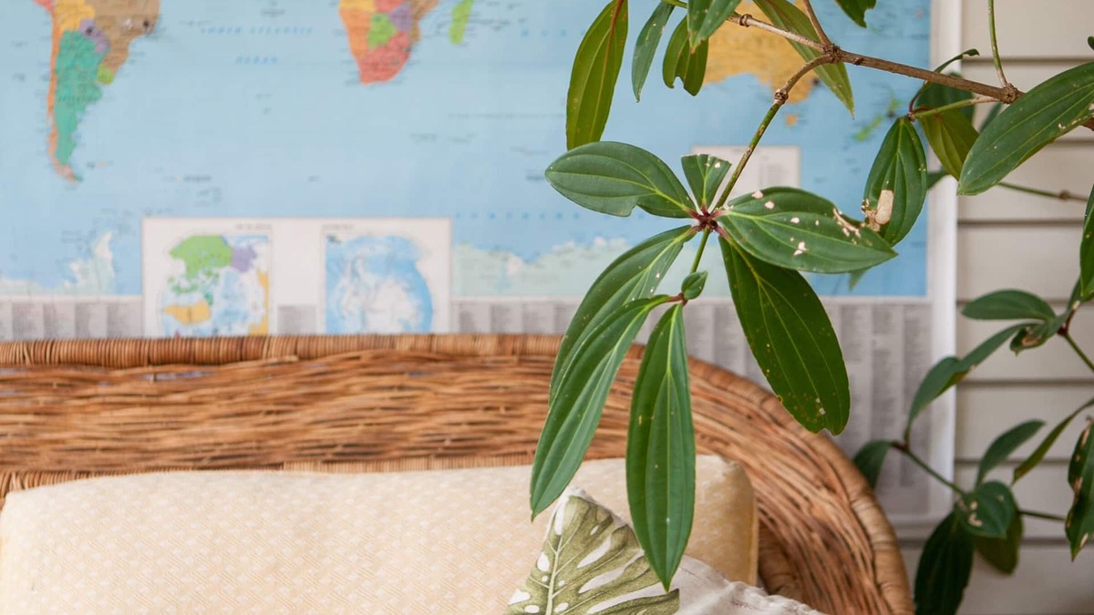 Mandeville Apartment | Casa da Buena Vista Apt 2, |4 Mins from NCU/town | Business Traveller Ready