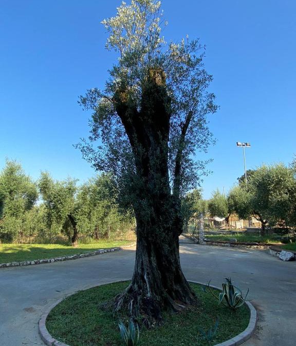Sonnino Apartment | Casa Vacanze La Selva