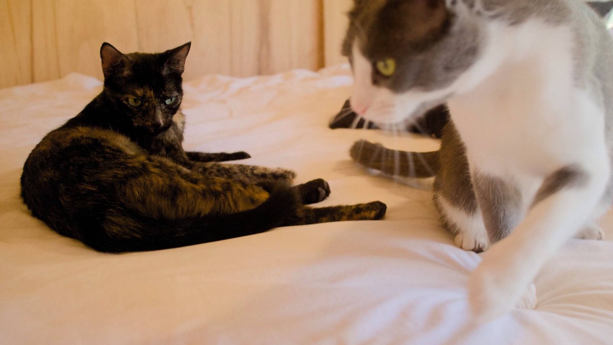 Punta Ballena House | Casita Studio among the pines of Punta Ballena (with kittens)