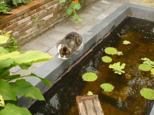 Groningen Bed & Breakfast | Cessinas