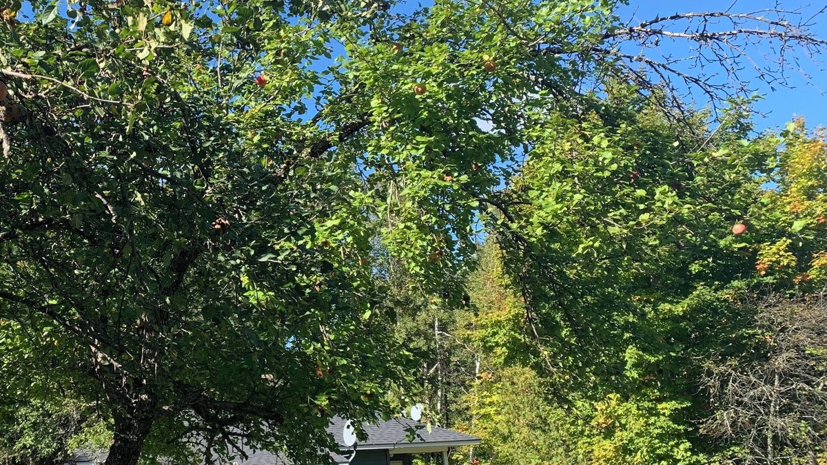Champion House | CHARMING 2-BDR HOUSE MINUTES FROM LAKE MICHIGAMME! RENOVATED, CLEAN, WITH A/C!