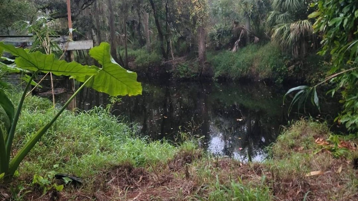 Anclote River Acres House | Charming 2-bedroom hunker bunker. great wildlife