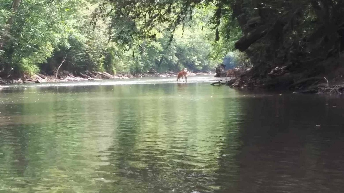 Hudson Cabin | Charming 2-bedroom cabin in Big Clifty with WiFi, AC