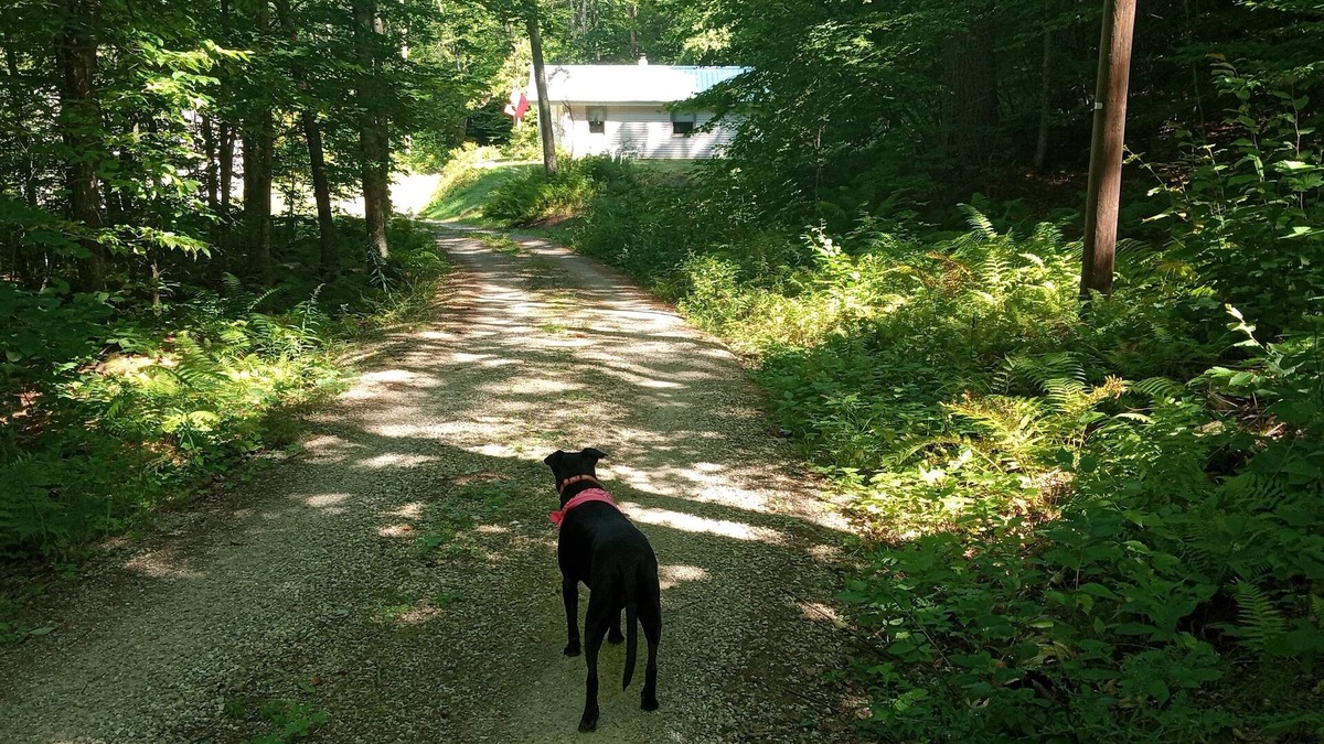 Forest Dale House | Charming 2-bedroom house with AC, WiFi in the middle of paradise.