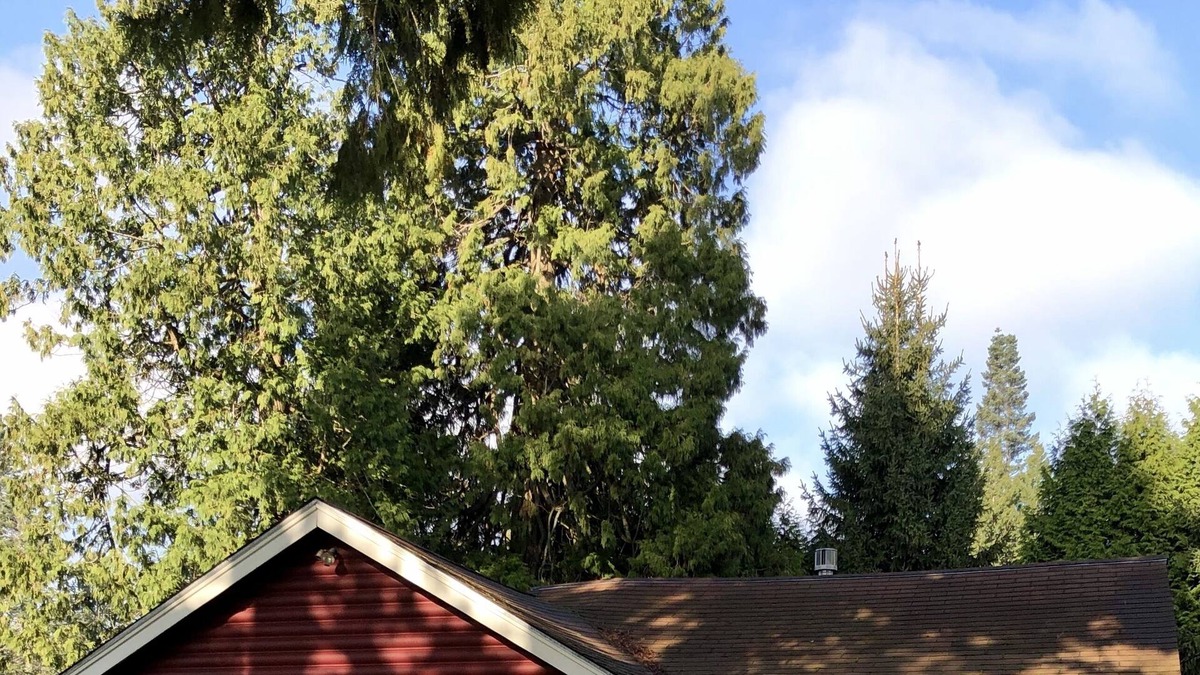 Birch Bay Cabin | Charming Cabin 2 Blocks from the Salt Water Beach
