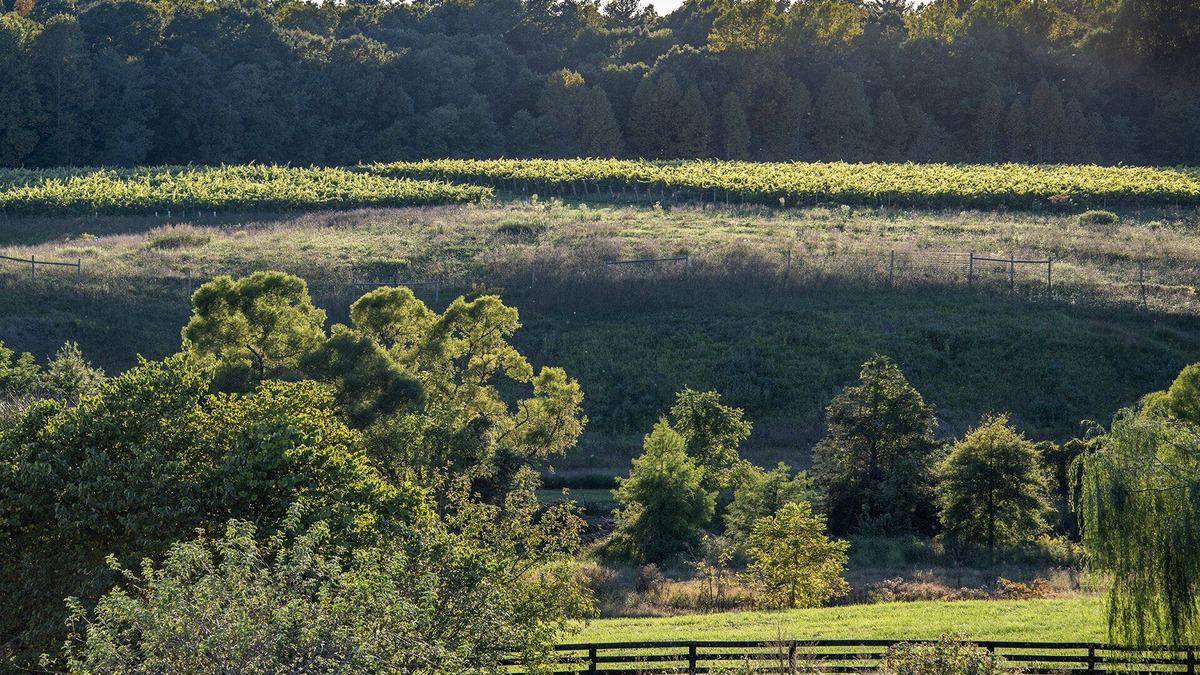 Cobham Cottage | Charming Cottage on beautiful Farm & Vineyard