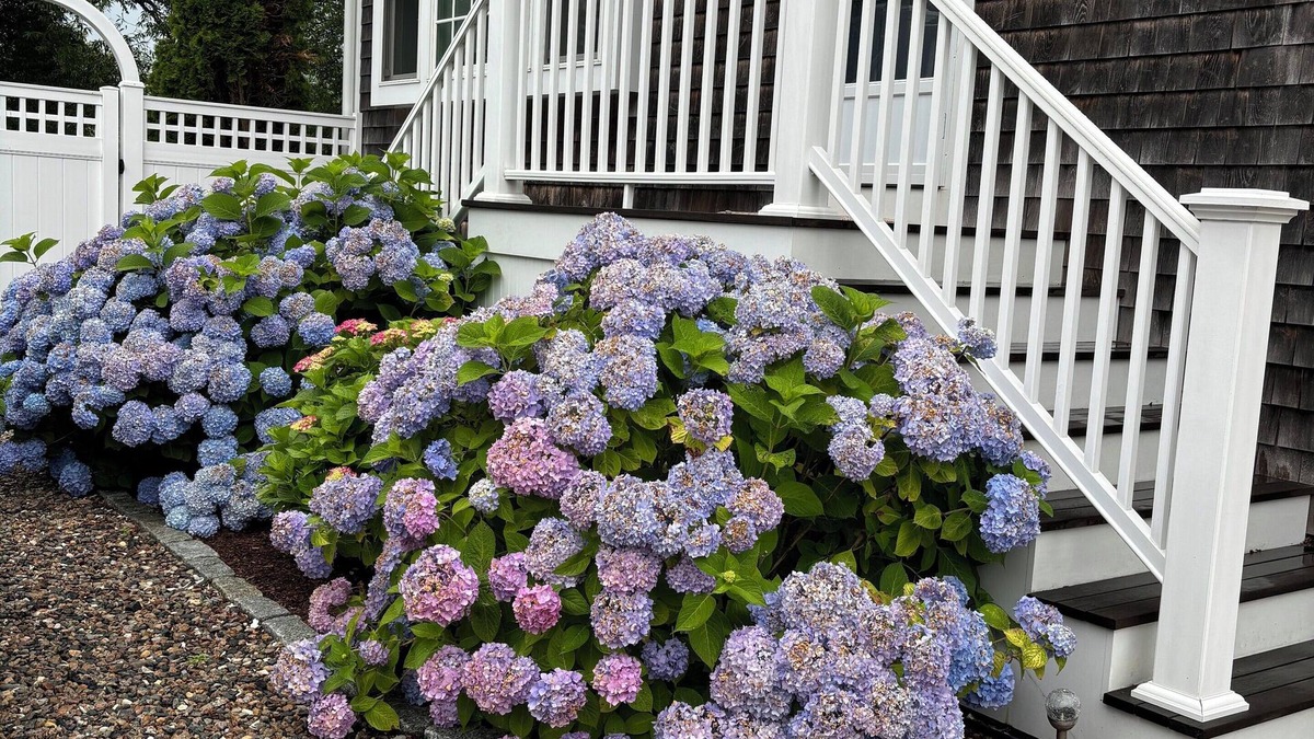Chatham Cottage | Charming , very private 4 bedroom, 3.5 Bath Cape. Walk to Town & Oyster Pond