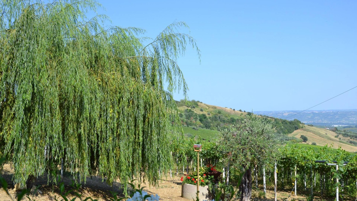 Lanciano Bed & Breakfast | Cherry Season