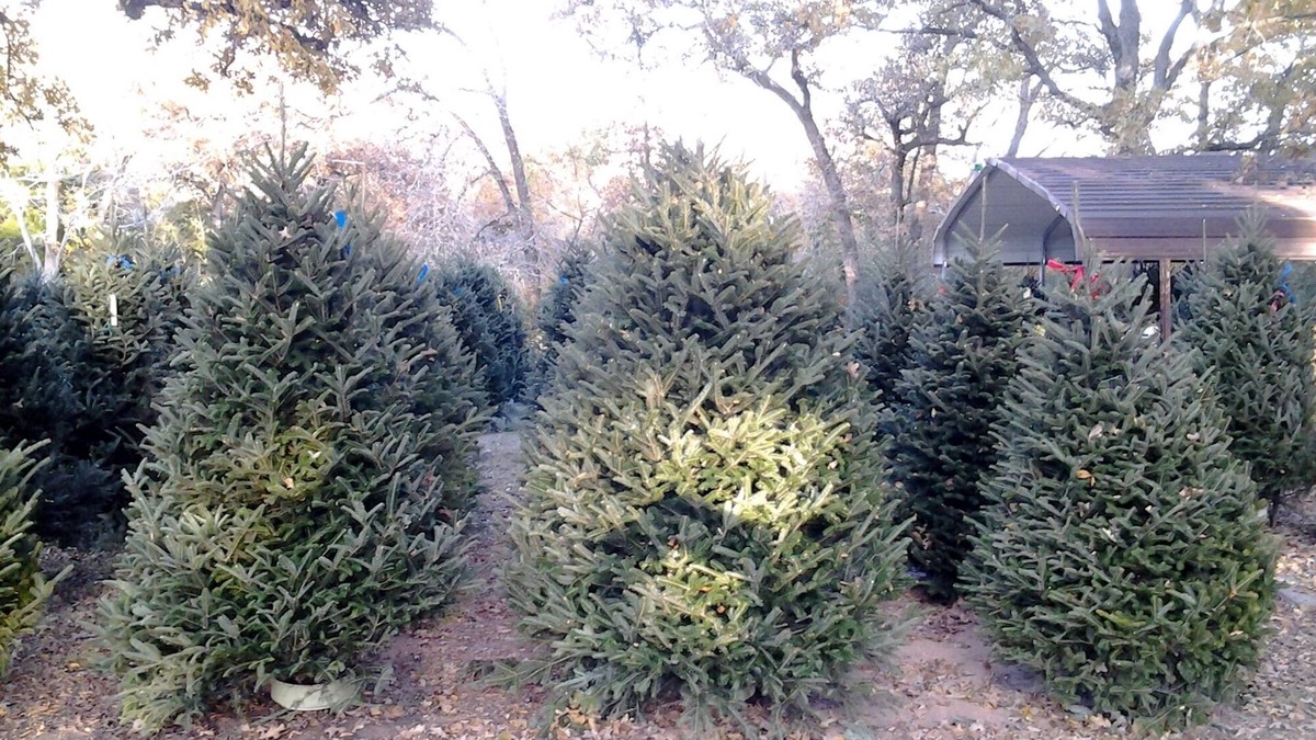 Bryan Bed & Breakfast | Christmas Tree Farm with Bed and Breakfast accommodations located on a 12 acre propertyin the Peaceful Countryside between Bryan and Hearne Tx