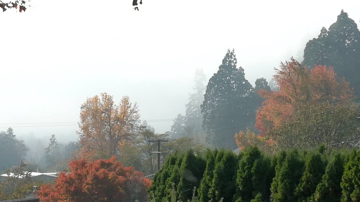 Corvallis Apartment | Clean Private Studio - Centrally Located in a Very Beautiful Neighborhood