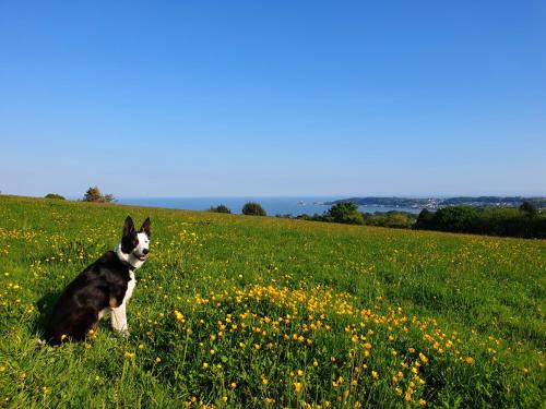 Mumbles House | Clyne Farm Centre