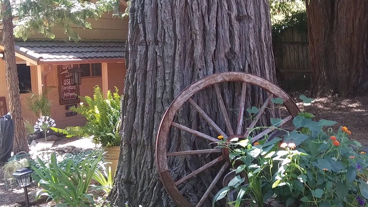 Sutter Creek House | Coming Soon. Cozy little Bungalow apartment nestled under the Sequoia
