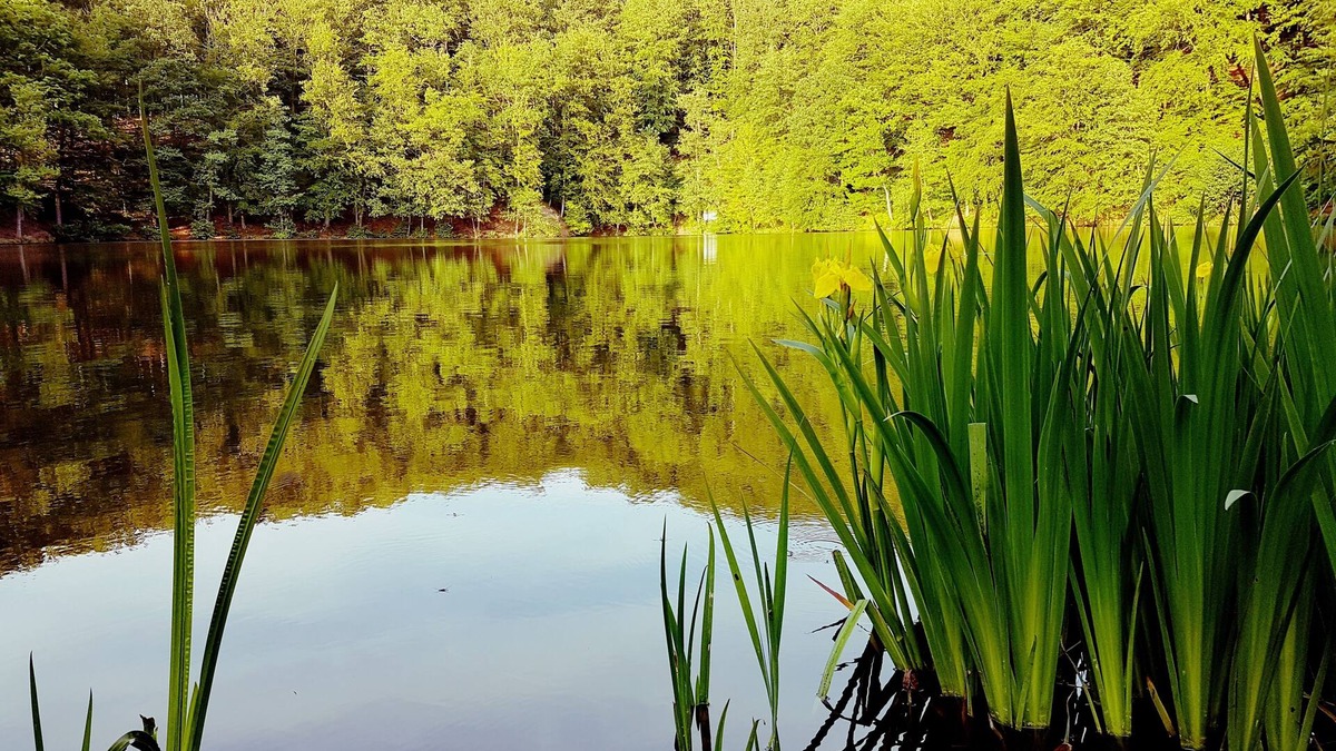 Urnshausen House | Cottage directly on the lake