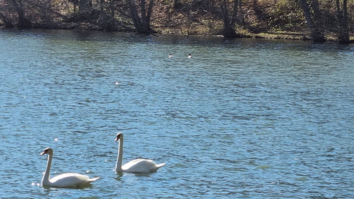 Vrigne-aux-Bois Apartment | Cottage ponds of Saint Bale