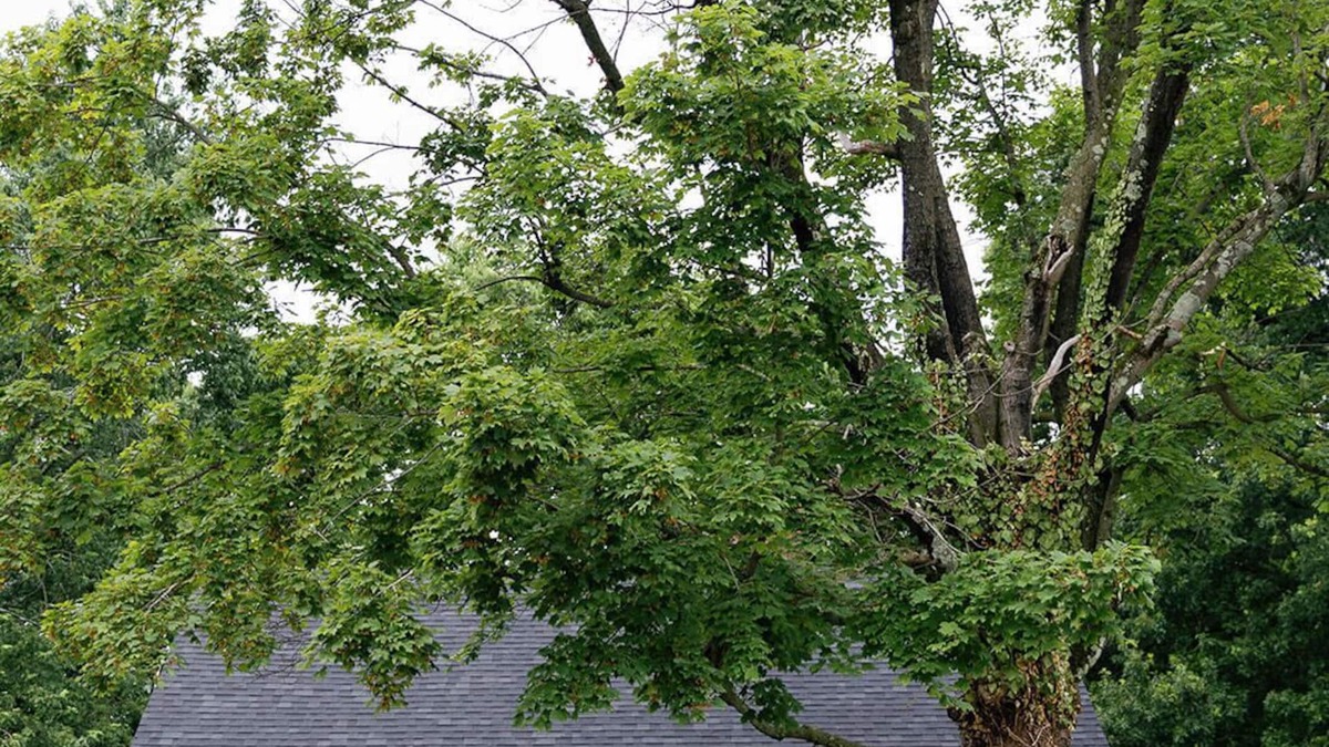 Lexington House | Cozy Corner - Little House in Downtown Lexington