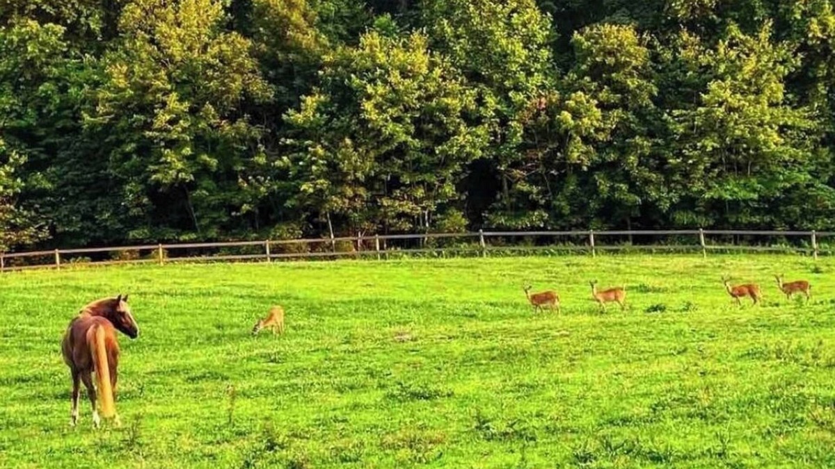 White Hall Apartment | Cozy Farm home near I83. Surrounded by a private park and hiking trails!