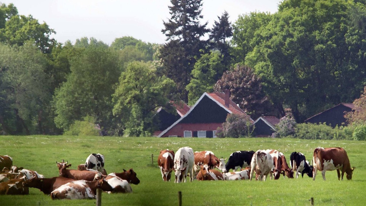 Winterswijk - Brinkheurne House | Cozy lodge in the Achterhoek