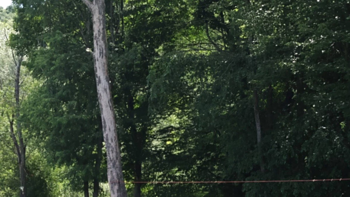 Randolph House | Cozy log home on Amish Trail in Cattaraugus County