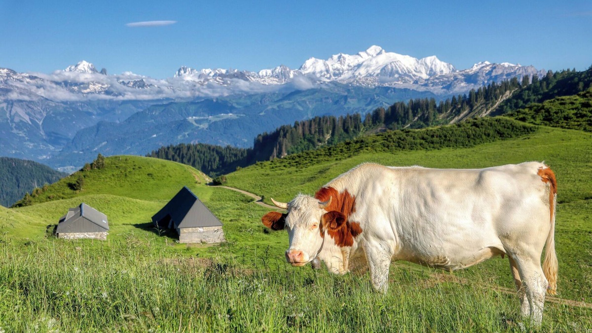 Le Praz de Lys Apartment | ⛰🌱 Cozy Studio in Praz-de-Lys – Mont Blanc View and Private Pool 🌞