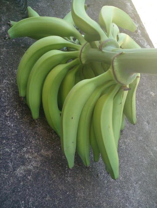 Port Antonio Apartment | CW's Portland Paradise. Wifi/Private Bathroom.