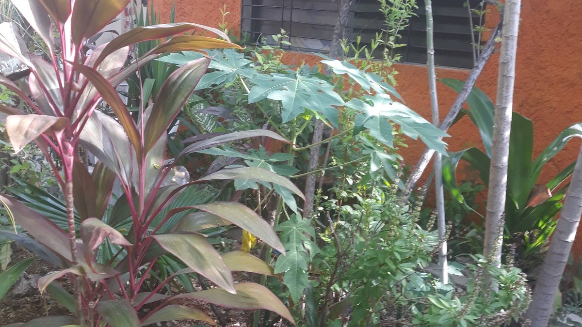 GCH Catchment area Apartment | Discover Haitian culture thtough House in the garden!Best place to stay for enjoying the Haitian visual art.
