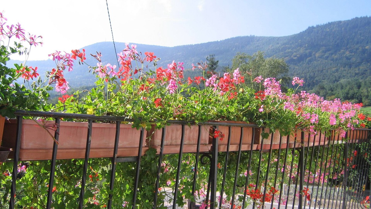 Neuve-Eglise Cottage | discover the Floralies in the heart of Val de Villé