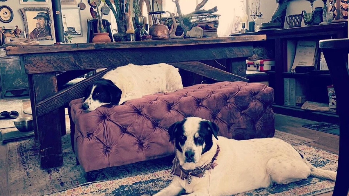 Coal Creek Canyon House | Dog Heaven/Unique mountain home for artists, creators or tech start ups.