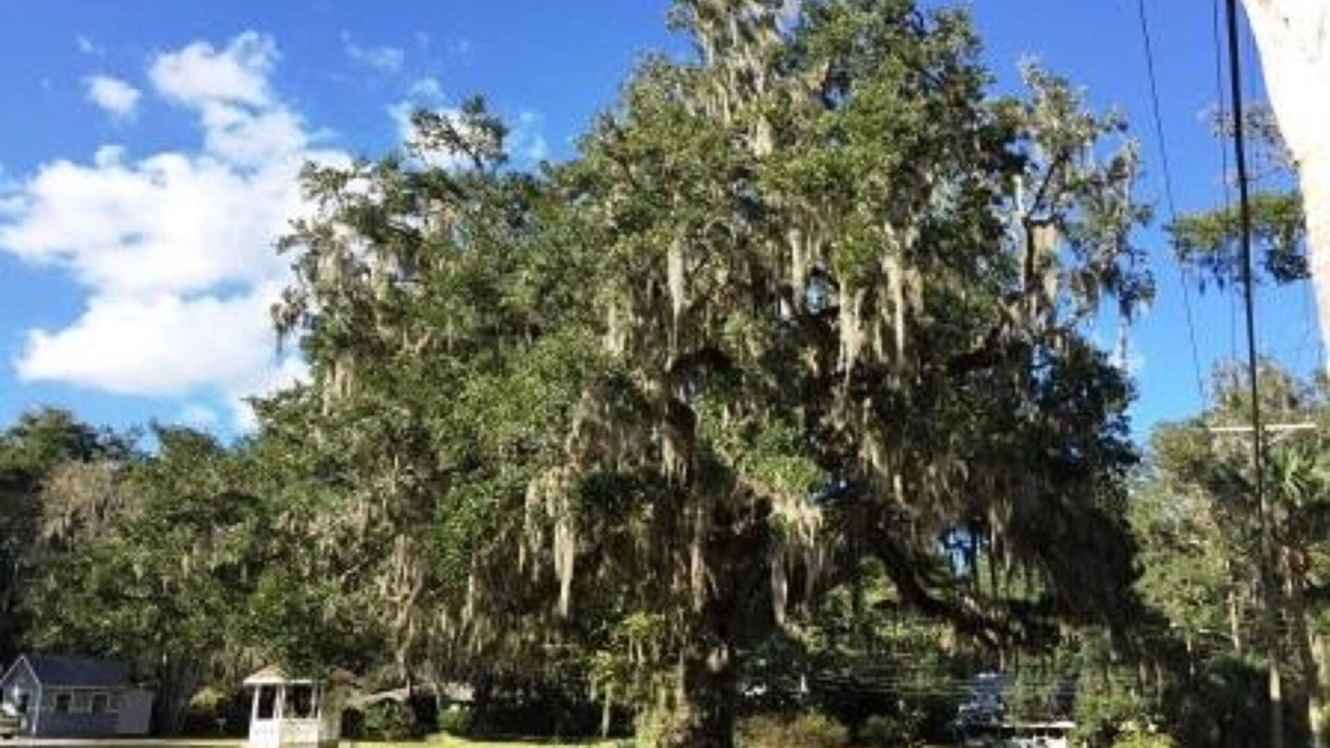 Brooksville Bed & Breakfast | Dolan House B&B