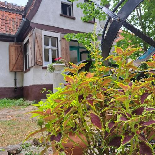 Labedziewo Bed & Breakfast | Dom na Mazurach Pilec