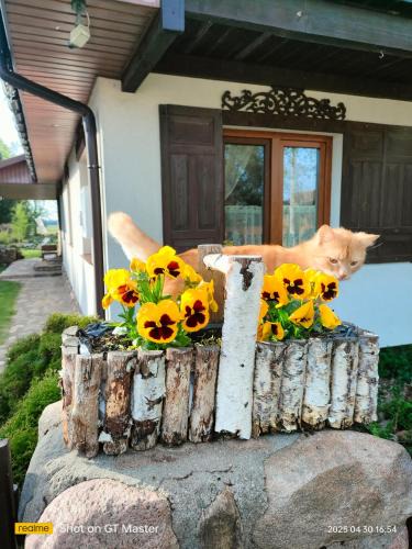 gmina Narew House | Domek Kutowa