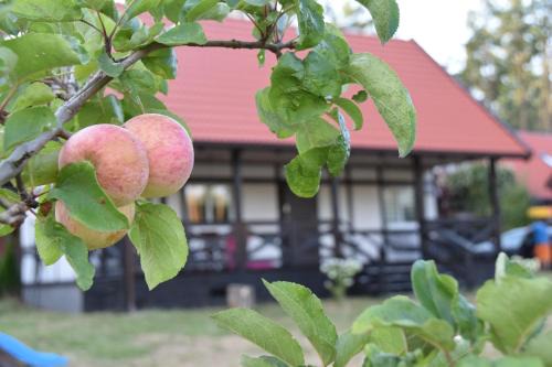 Sierakowice House | Domek w kratkę 56