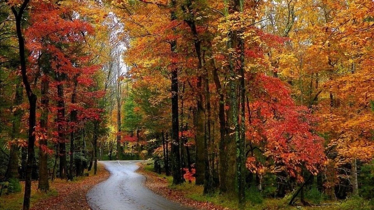 Pigeon Forge Cabin | 🐾 EASY ACCESS 🐾 NO Crazy Roads 🐾 BEARS 🐾 5Minutes off Parkway 🐾DOLLYWOOD7Miles 🐾