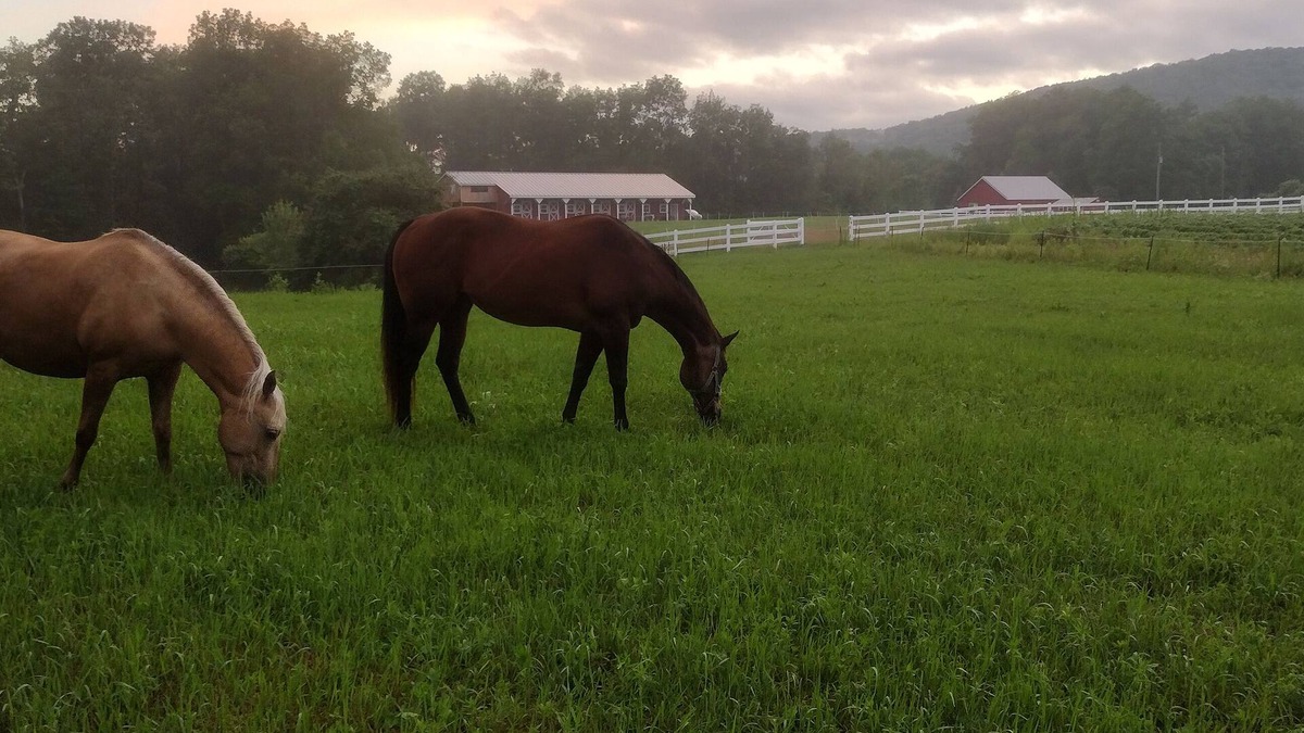 Cooperstown House | Elegant Country Retreat on Gorgeous Horse Farm, 10 min from Cooperstown! Rm #2